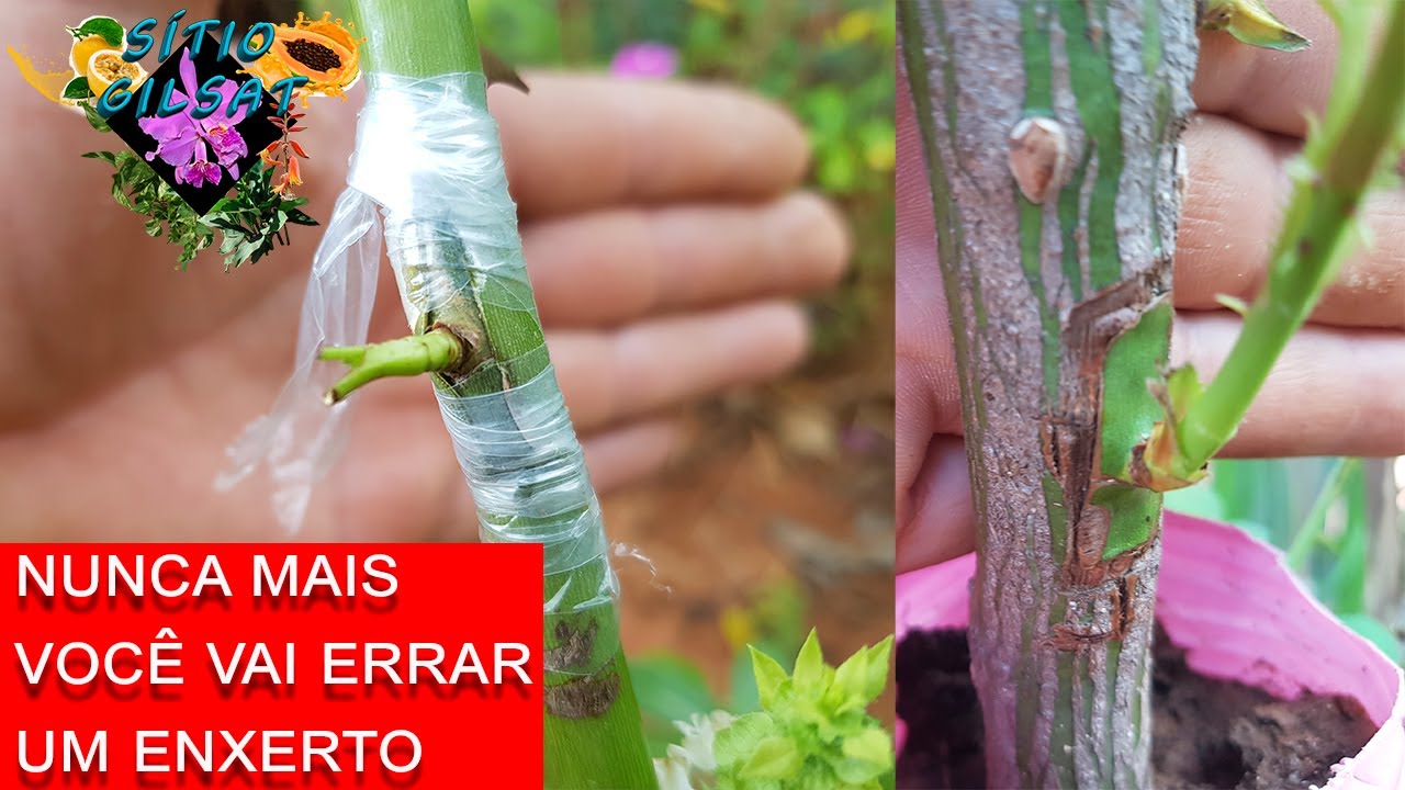 Rosa (Enxerto espetacular) Se você não assistir você não vai aprender