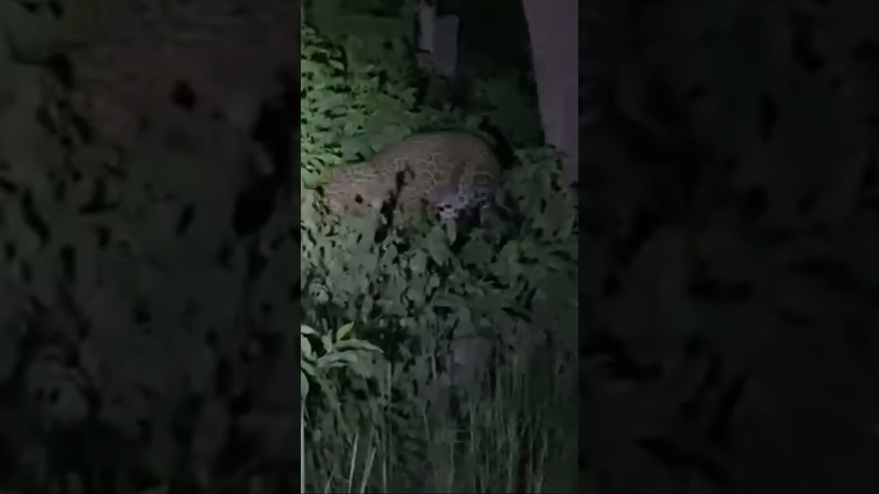#TigerVillaresort