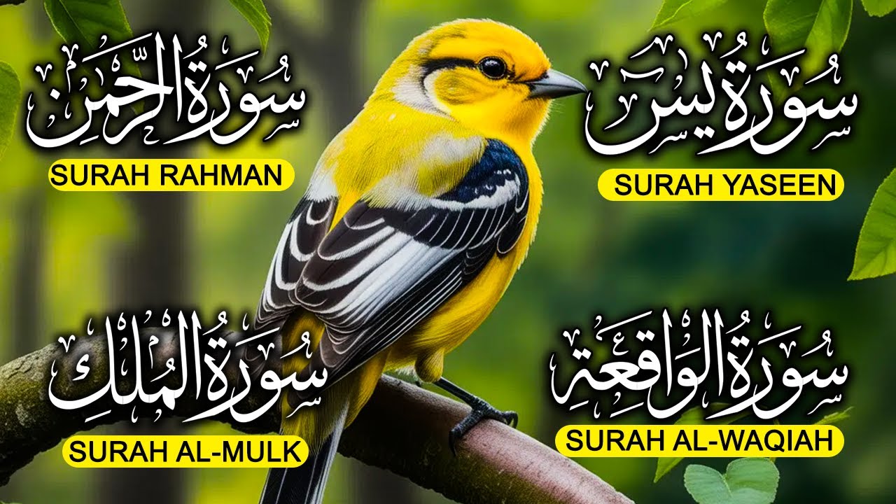 Surah Yaseen ❤ Surah Rahman ❤ Surah Al Waqia ❤ Surah Al mulk Soothing Quran recitation | EP008