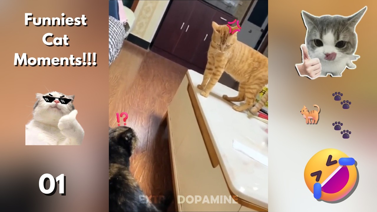 Funniest Cat Moments Compilation 😺 | Part 01