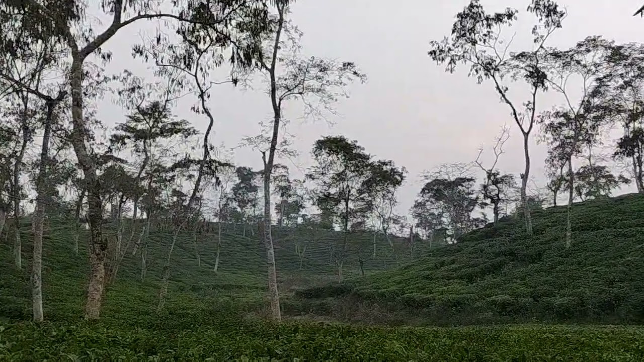 রতনপুর চা বাগান (30.01.26)
