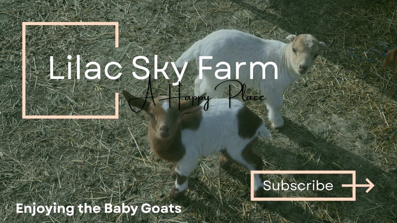Enjoying Baby Goats | The Ladies Gave Me A Little Break
