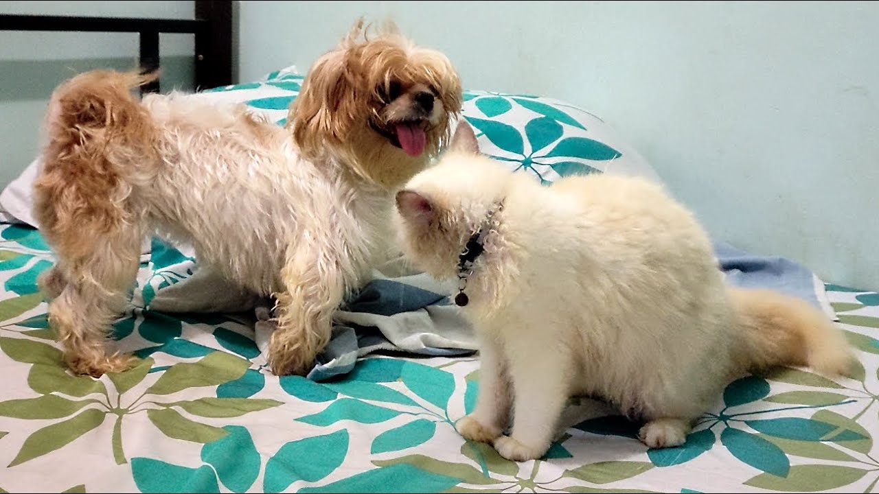 Shih Tzu vs. Persian Cat Funny Fight 2.0
