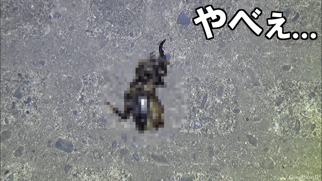 オオクワガタを探していたらまさかの結果に...【昆虫採集2022】