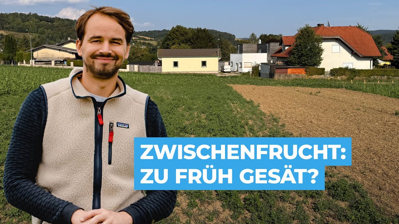 Zwischenfrucht: Zu früh gesät?