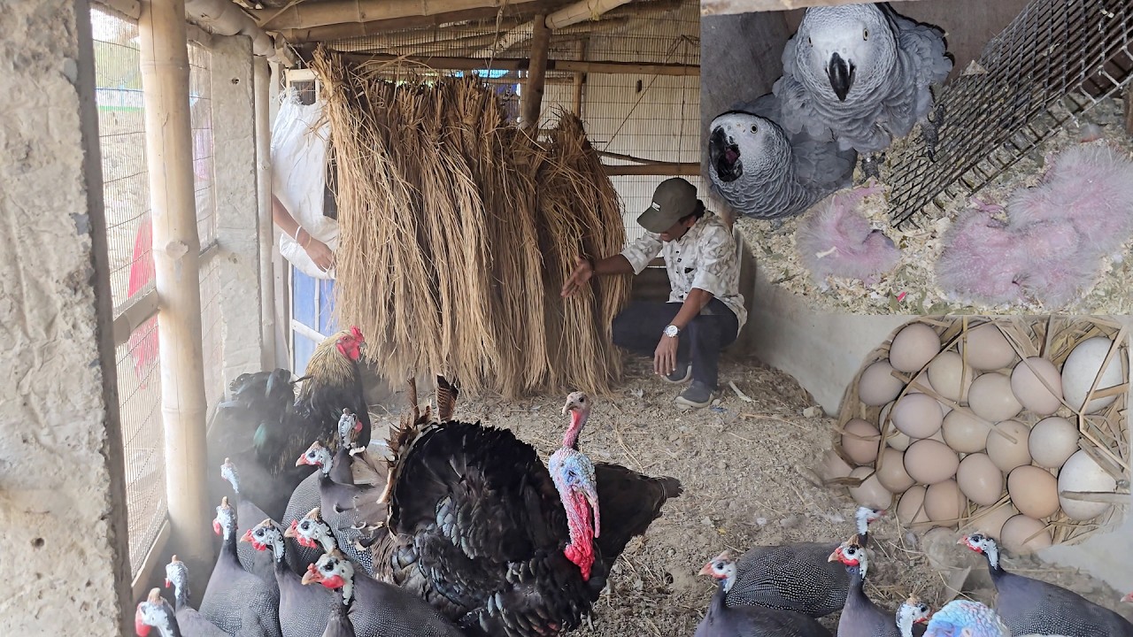 Unbelivable Record Breeding Progress Of African Grey Parrot At Our New Farm.