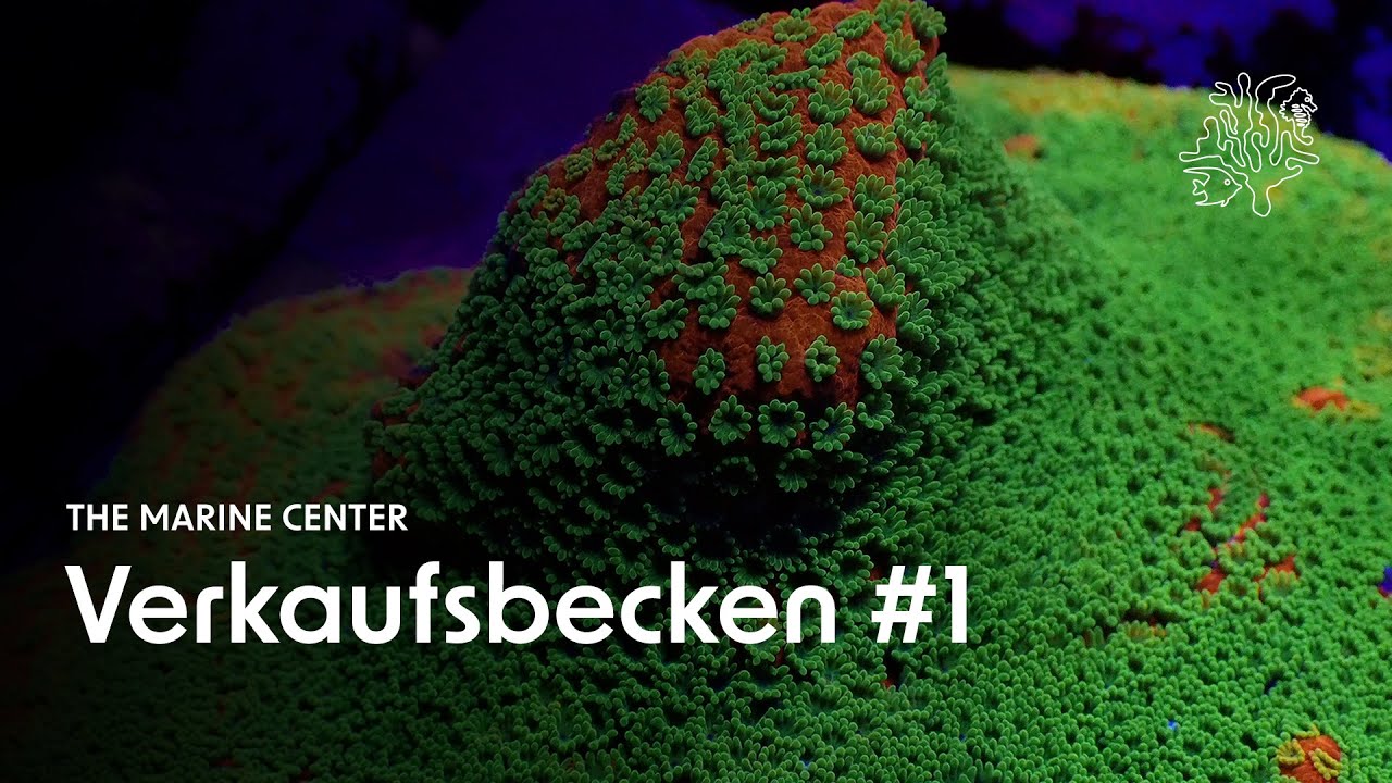 Das ist unser erstes Verkaufsbecken! 🐠 Mit dabei: Farbenfrohe LPS & Softies.