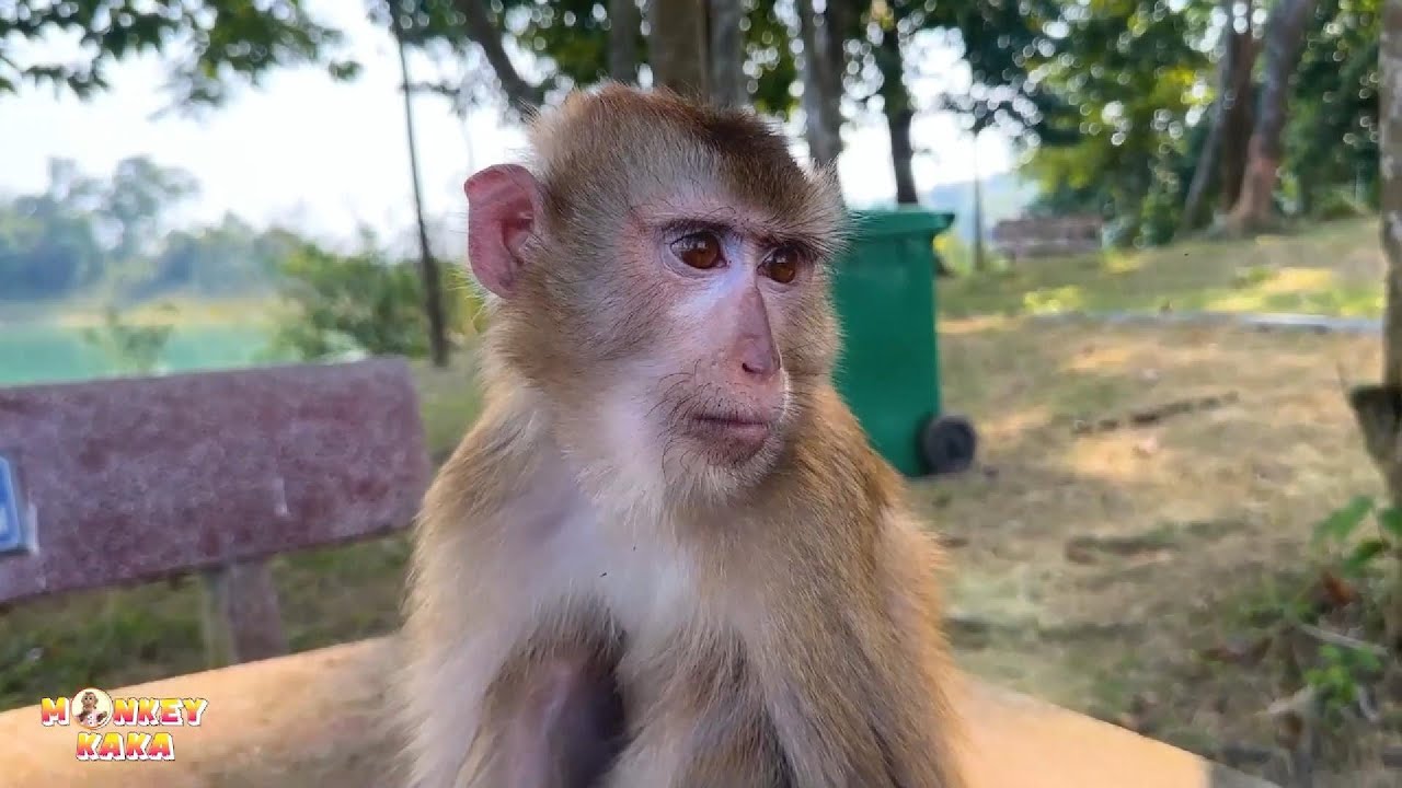 Monkey Kaka's sad eyes revealed his longing for his family.