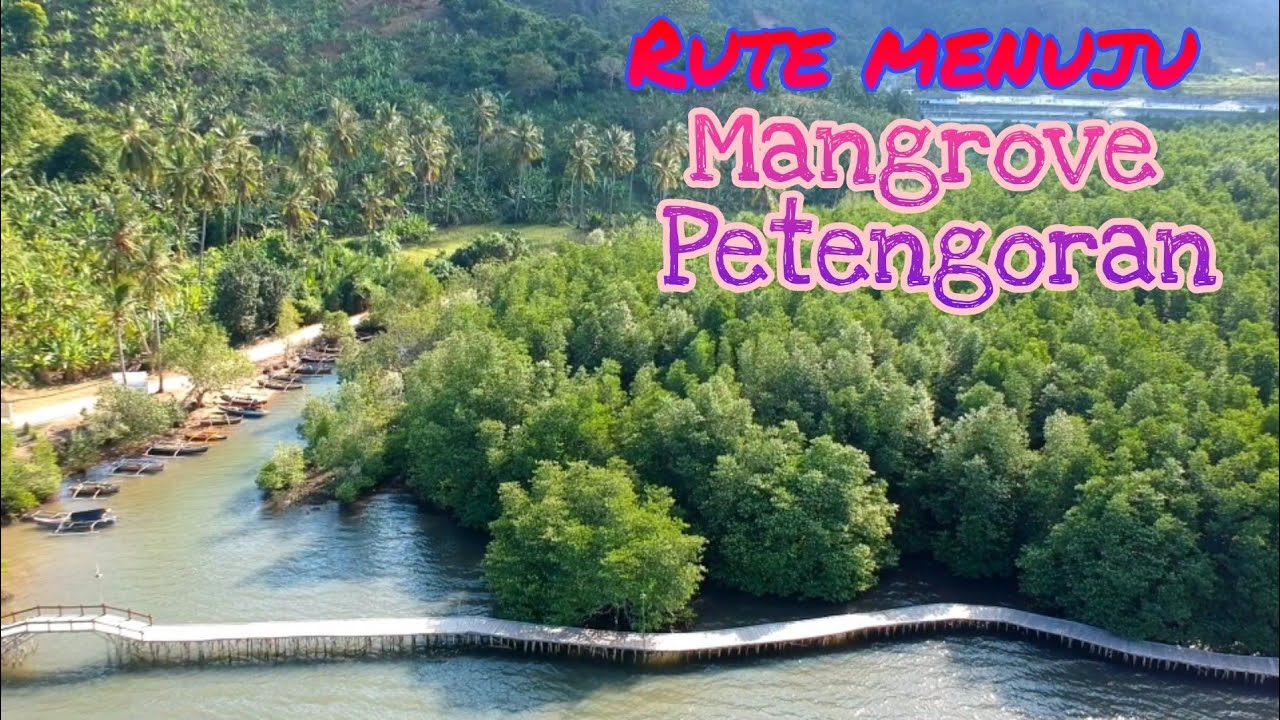 Mangrove Petengoran || Wisata Hutan Mangrove || Gebang || Pesawaran