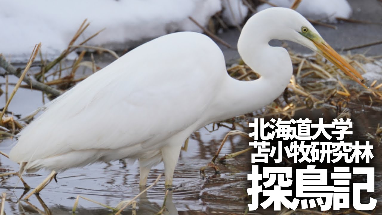 【探鳥記】in北海道大学苫小牧研究林＆ウトナイ湖 冬の苫小牧を野鳥求めて駆け抜ける
