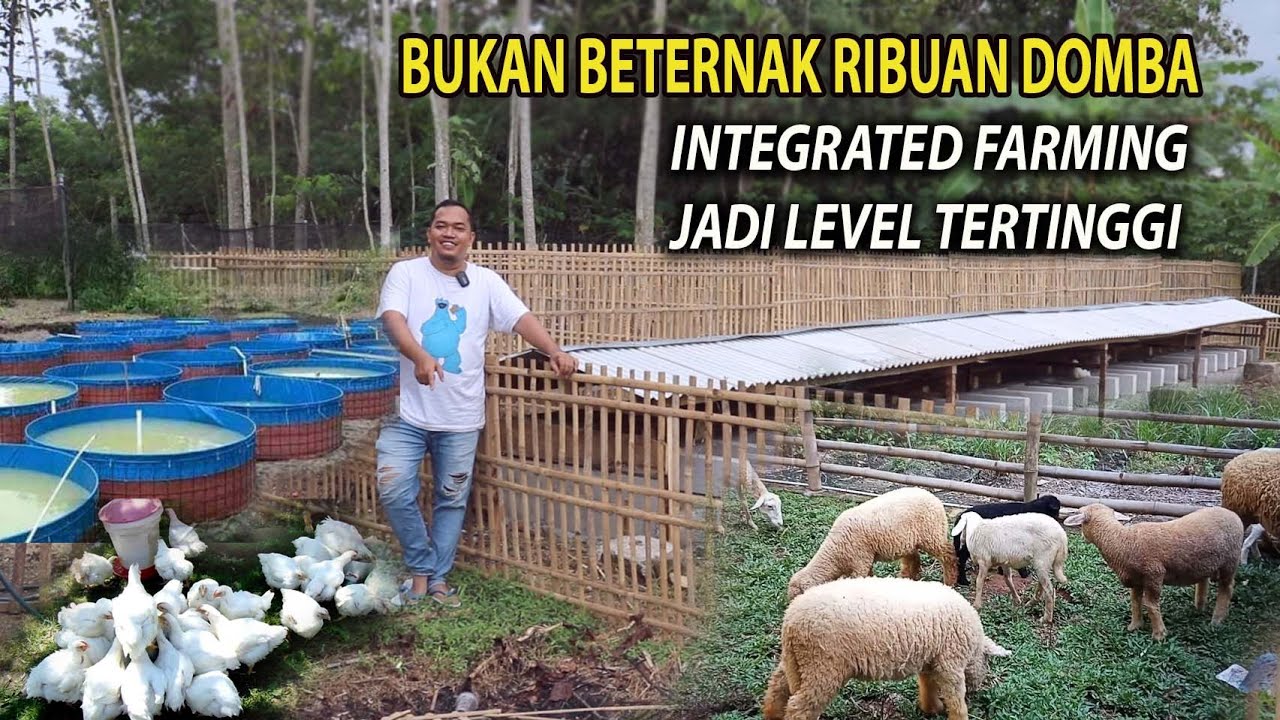 BUKAN BETERNAK RIBUAN DOMBA TAPI INTEGRATED FARMING JADI LEVEL TERTINGGI