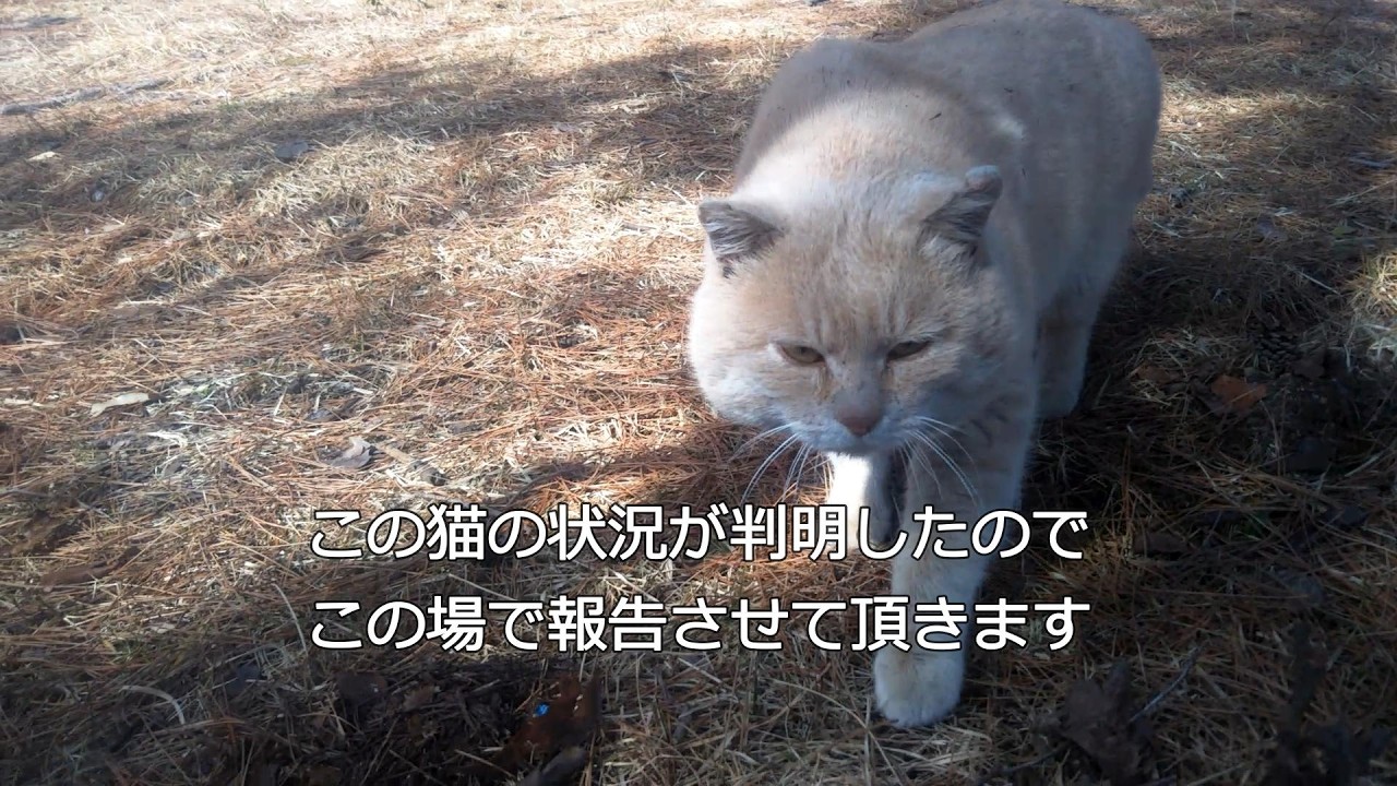 野良猫が可哀そうでも餌を与えてはいけない理由