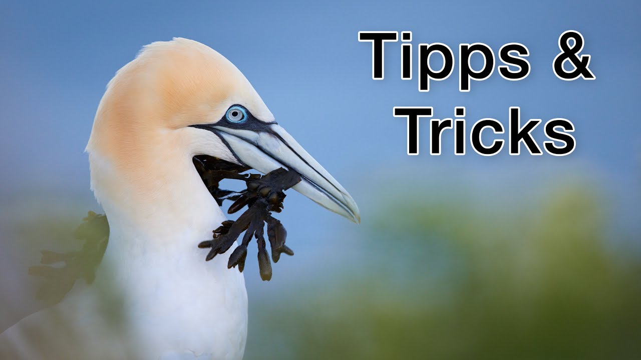 Vogelfotografie auf Helgoland: Tipps und Tricks für gelungene Fotos