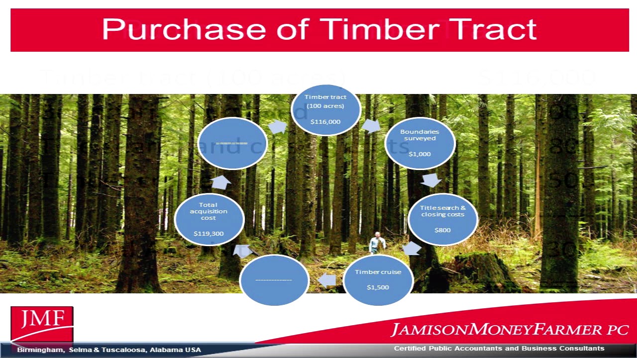 Forest Taxation - The Basics