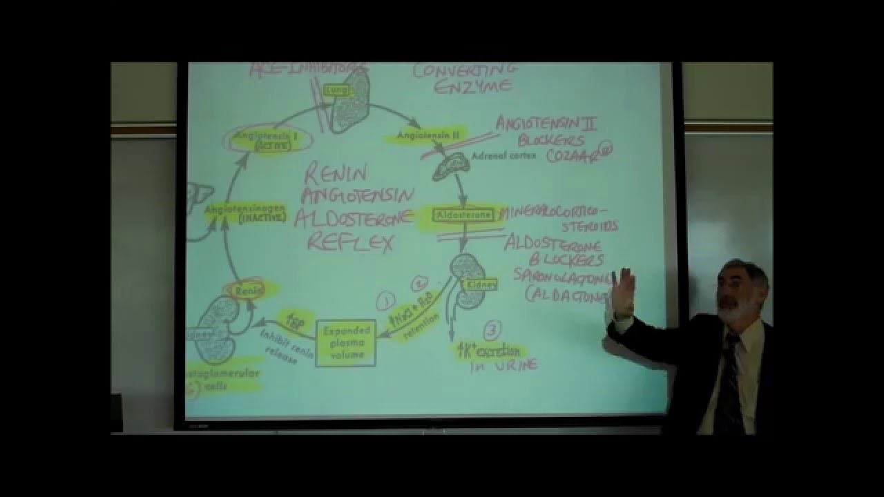 RENIN-ANGIOTENSIN-ALDOSTERONE REFLEX by Professor Fink.wmv