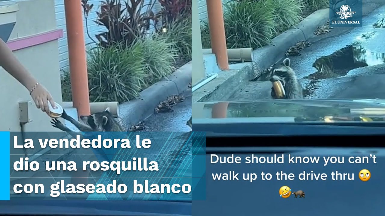 Mapache se viraliza luego de hacer fila en negocio de donas y recibir una