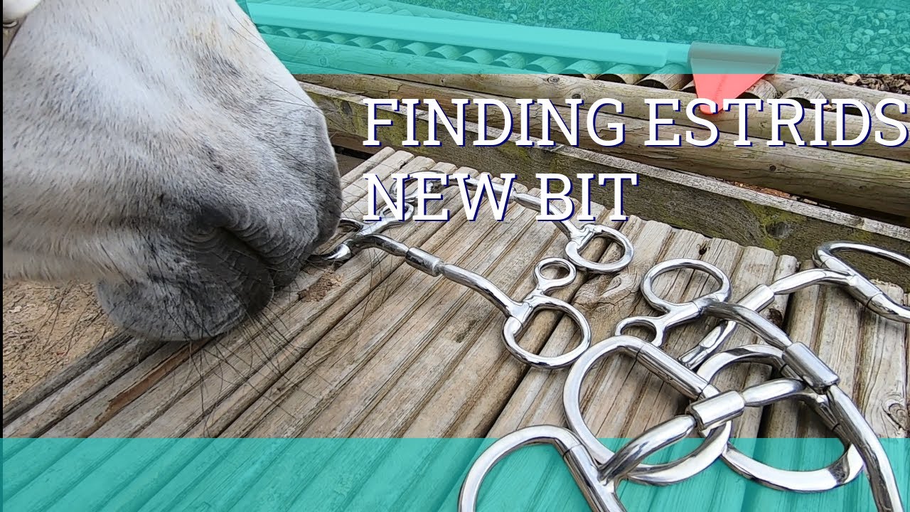 Expert Bits - Подбор удила для Эстрид - Видеоблог 180 - Выносливость Бет