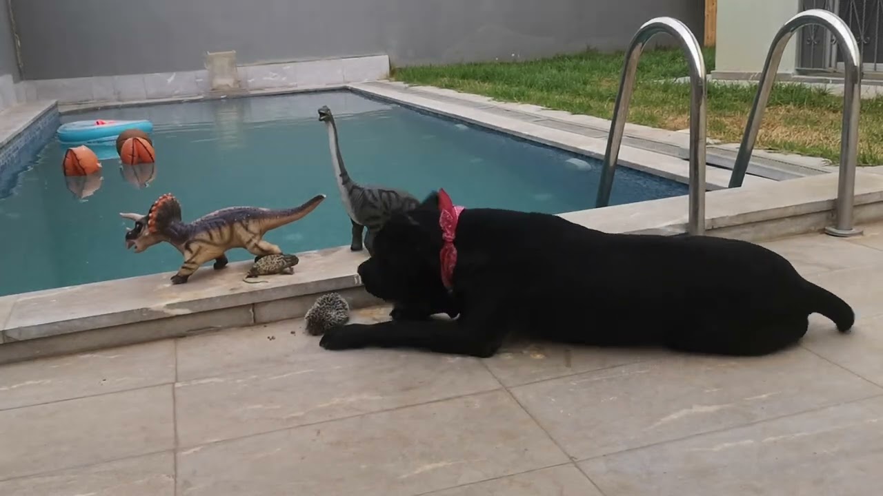 70lb Cane Corso Puppy vs Tiny Snack Thieves! 🦎🦔 Zoe's EPIC Barking Meltdown in Dino Backyard!