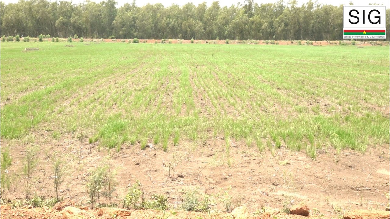 Offensive agropastorale et halieutique 2023-2025 : plus de 700 hectares de terres emblavées à Bama