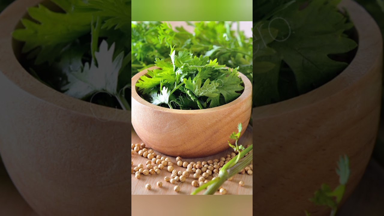 cilantro, coriandro,&nbsp;culantro
