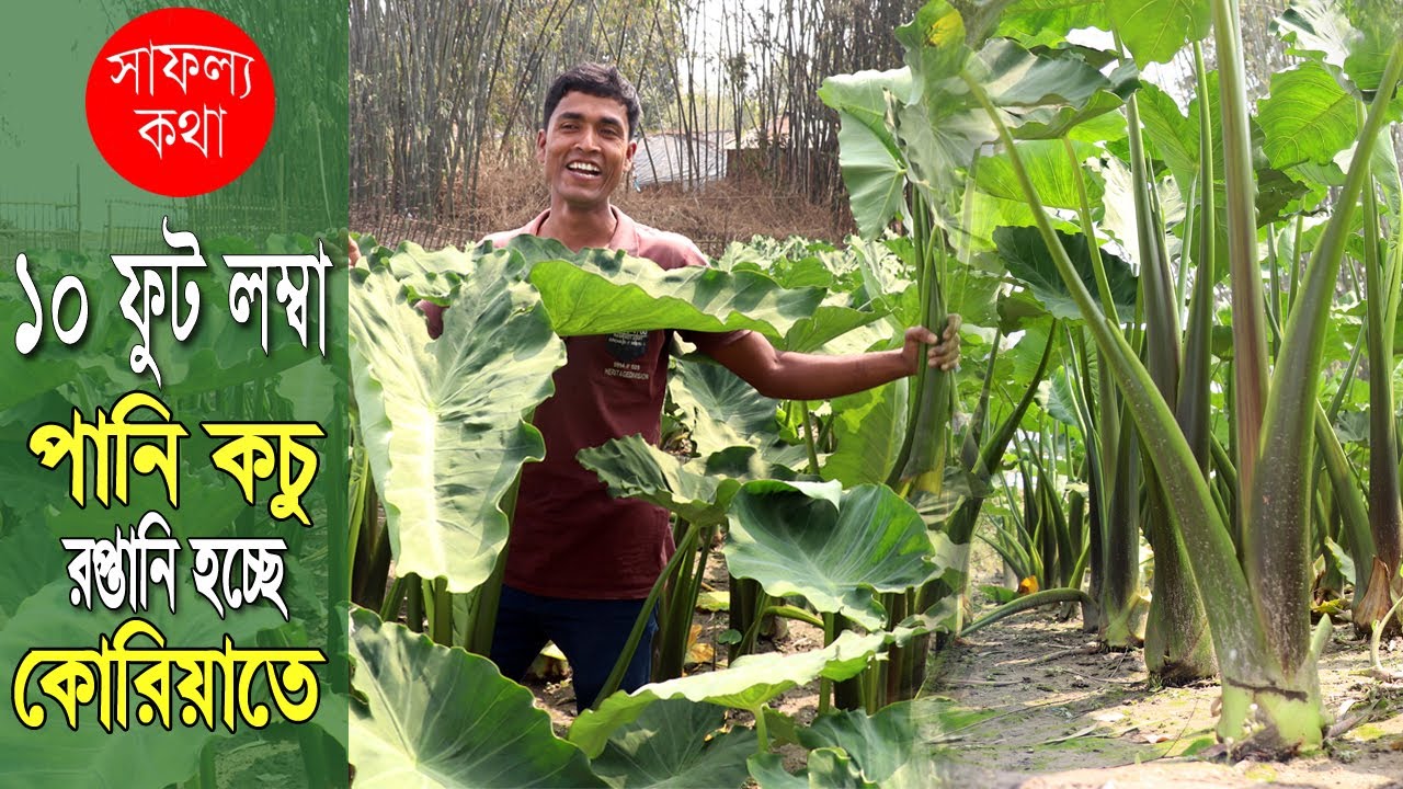 Safollo kotha - ১০ ফুট লম্বা পানি কচু রপ্তানি হচ্ছে কোরিয়াতে | পানি কচুর বাণিজ্যিক চাষ | পর্ব-১৯৬