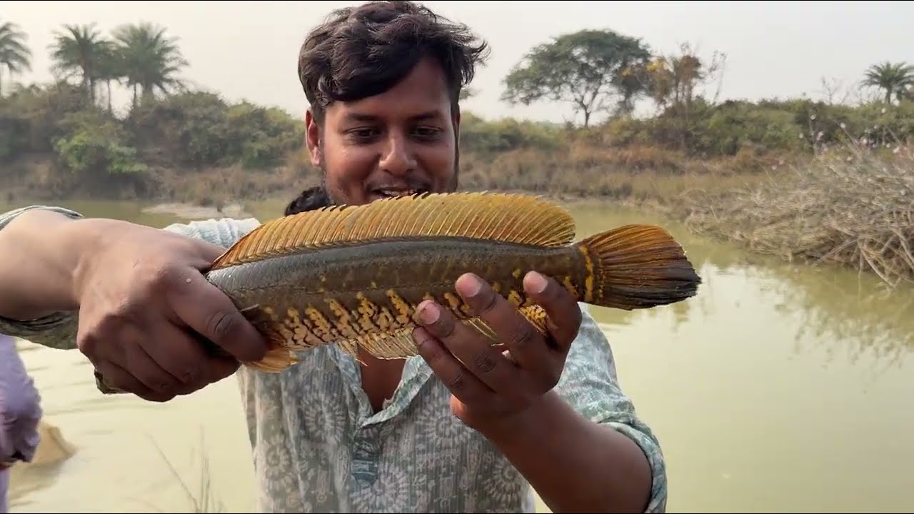 পুকুর থেকে আজ ঢের শোল–বোয়াল মাছ ধরলাম, সঙ্গে শোল মাছ পুড়িয়ে জমিয়ে খাওয়ার আনন্দ #villagefishing