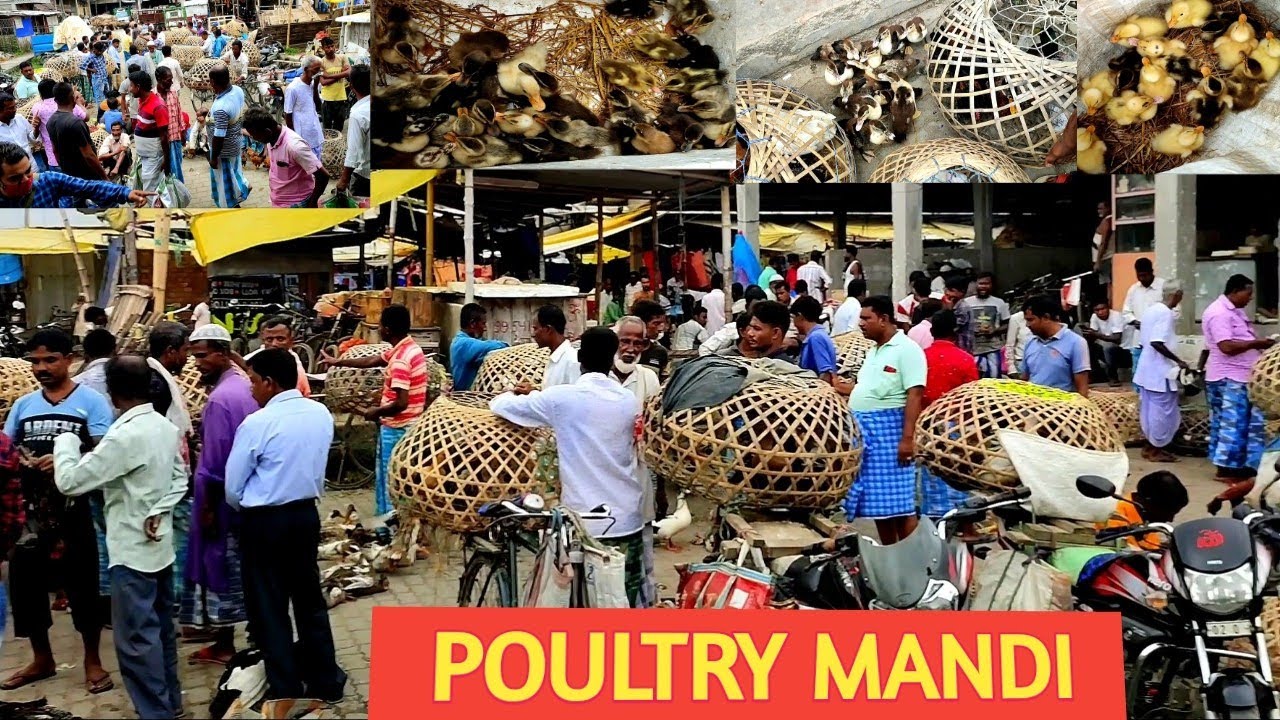 Duck market in India II Poultry Mandi II Batak ki Mandi II Chicken Market II Duck farming