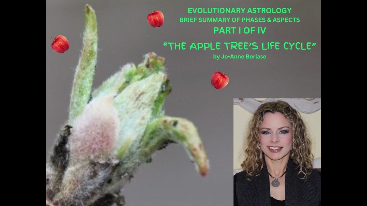 Jo-Anne Borlase -- Aspects & Phases: THE APPLE TREE'S LIFE CYCLE Part I