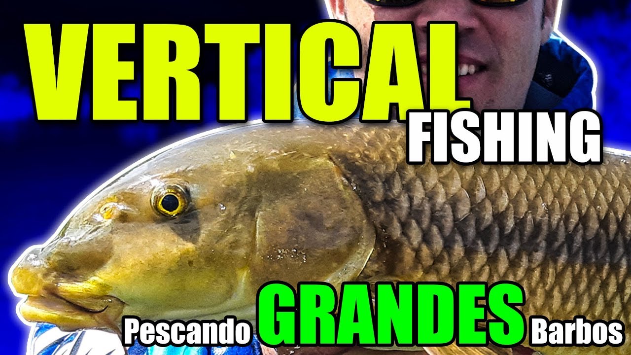 Pescando GRANDES Barbos a PESCA VERTICAL
