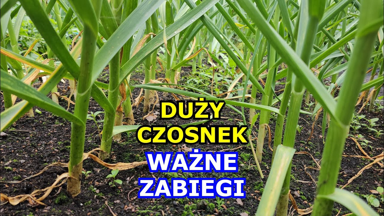 Chcesz mieć DUŻY CZOSNEK - Wykonuj te Zabiegi - Co wpływa na Wielkość Czosnku. Kiedy zbierać Czosnek