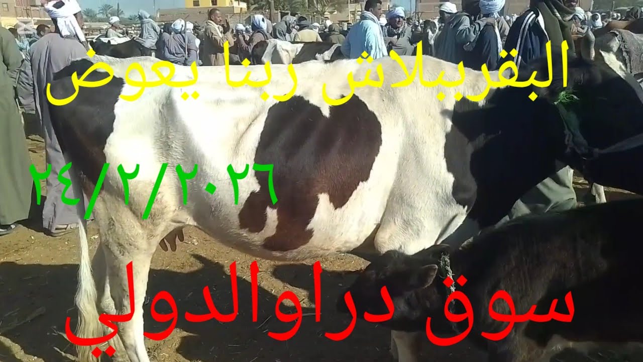 #انخفاض اسعارالبقرالوالد سوق دراو ٢٤/٢