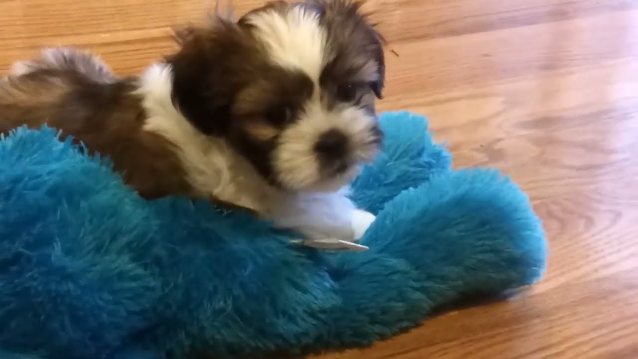 Shih Tzu - 8 weeks old puppy - Potty Training