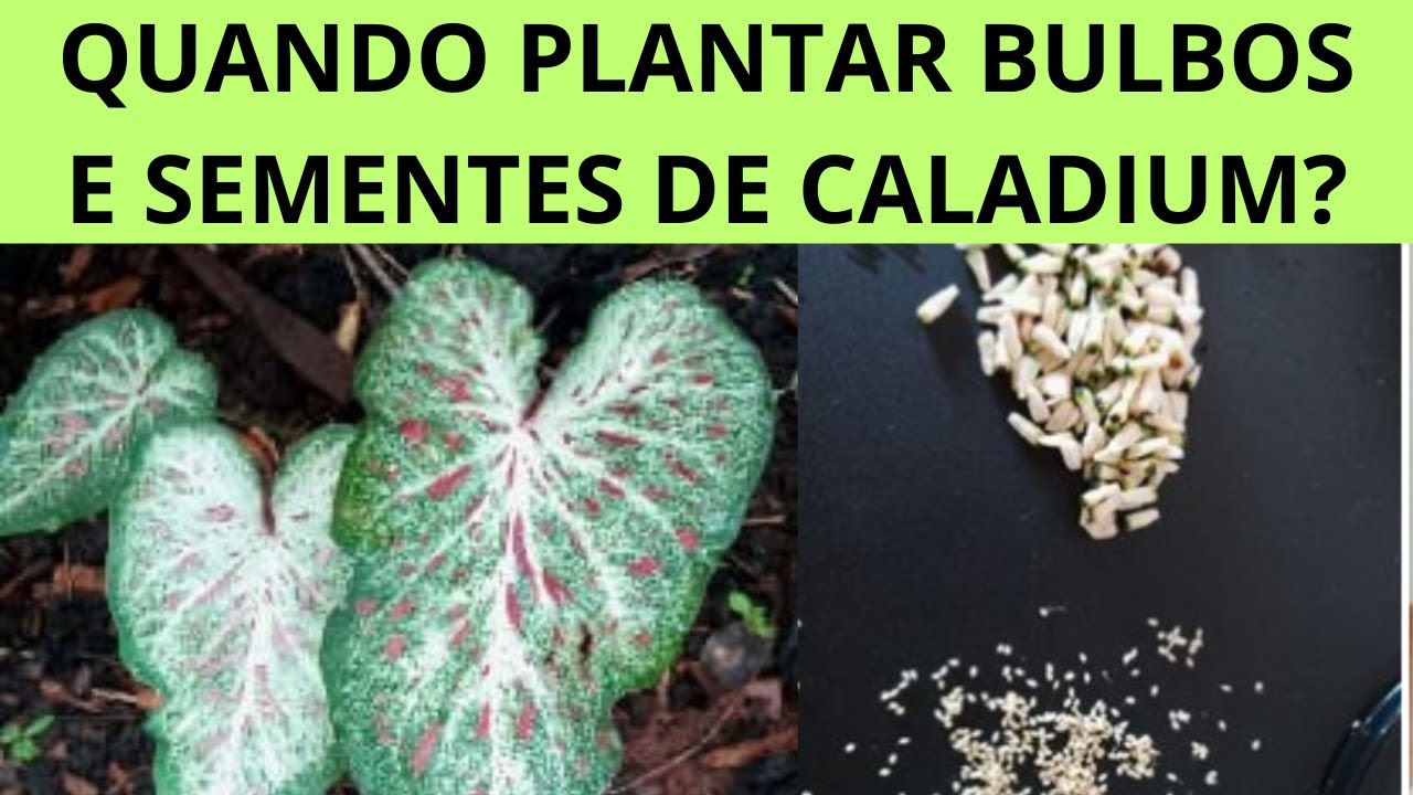 QUANDO PLANTAR BULBOS E SEMENTES DE CALADIUM? APRENDA AQUI O MOMENTO CERTO DO PLANTIO!!