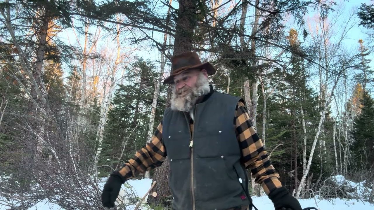 Cutting Down a Huge Spruce Tree#DavidBrown#Tractor#MS261CSthil