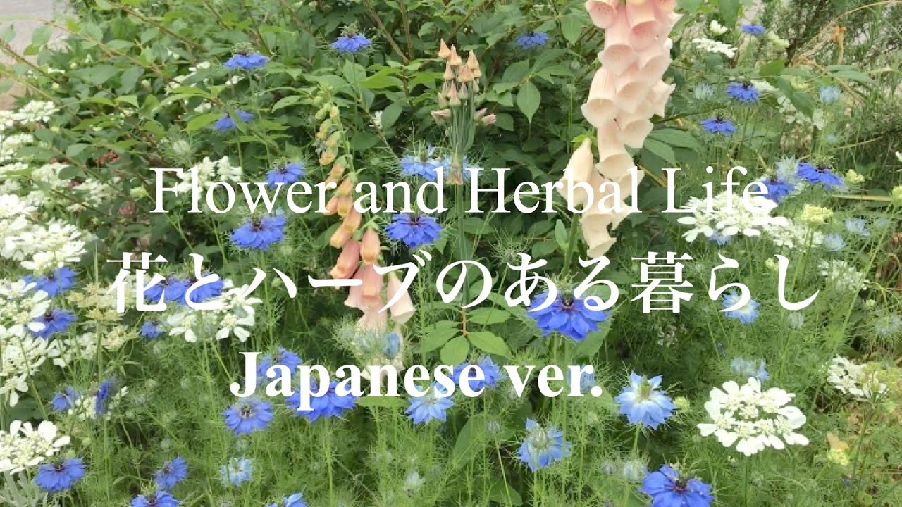 【ガーデニング】花とハーブのある暮らし|カモミールティー|ハチミツセージティー|セージビネガー