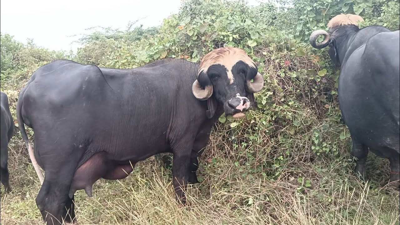 બધી જાફરાબાદ ભેંસો 🌳 જાફરાબાદ 