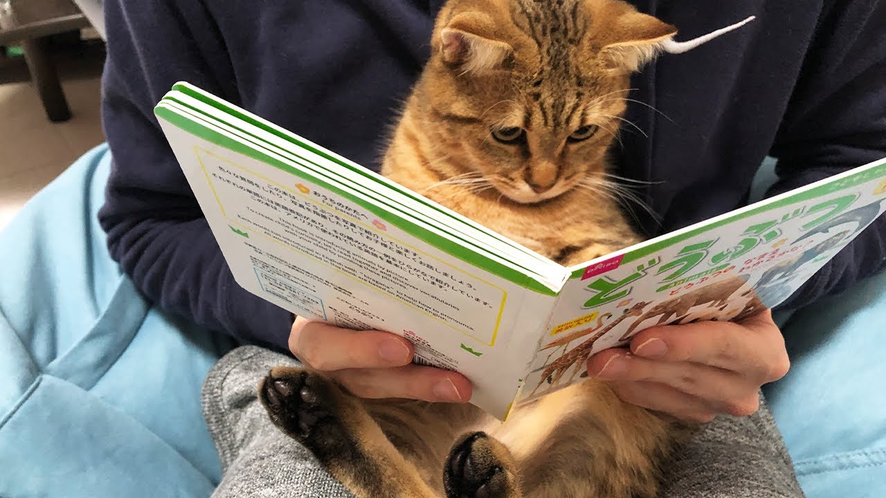 ライオンのページになった瞬間の子猫の反応が面白いｗｗｗ