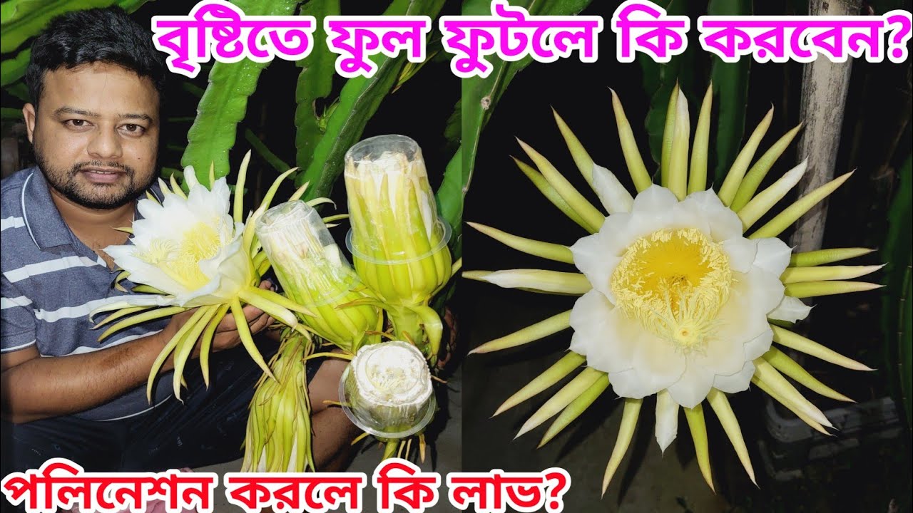 🌵🔥বৃষ্টিতে ড্রাগন ফুল ফুটলে কিভাবে রক্ষা করবেন । পলিনেশন করলে কি লাভ । #dragon #dragonfruit
