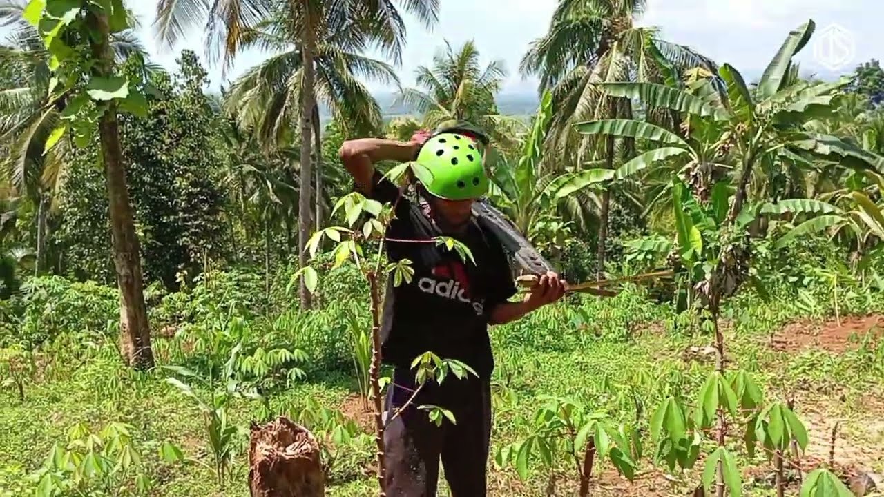 A HOT DAY || TEBANG KAYU BEKAS TERBAKAR‼️#lumberjack #wood #chainsawman 