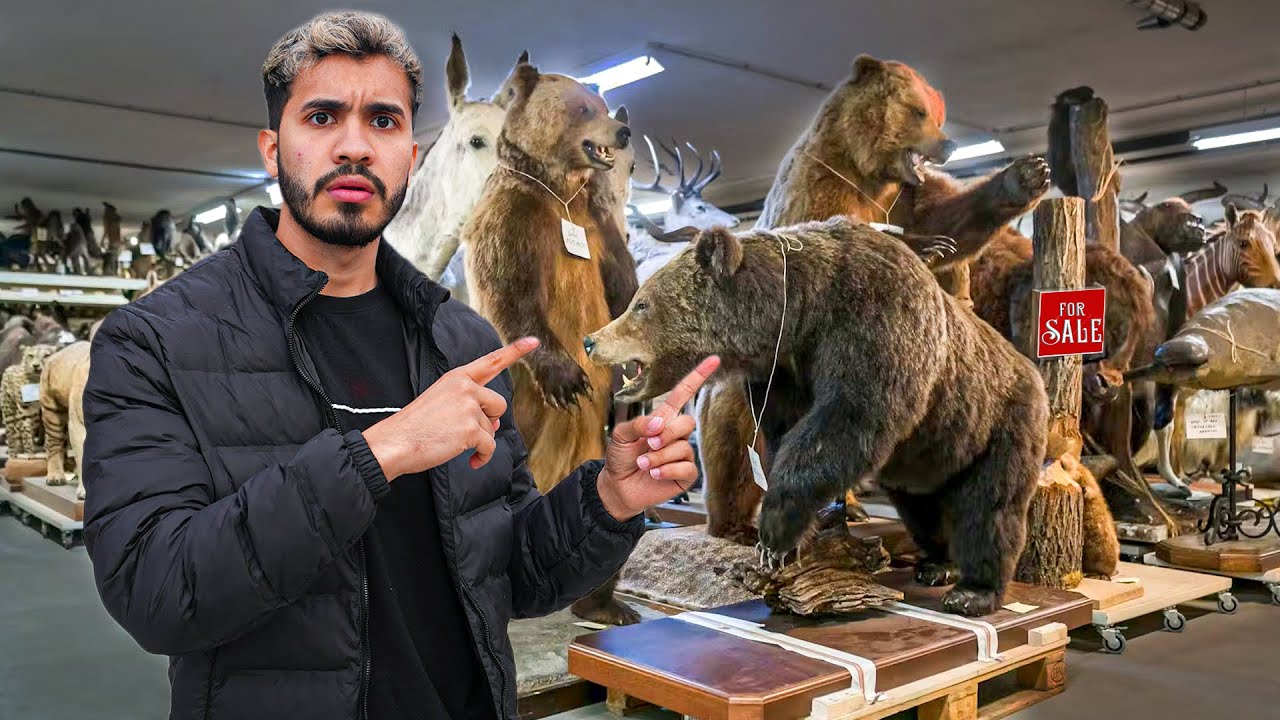 Los 