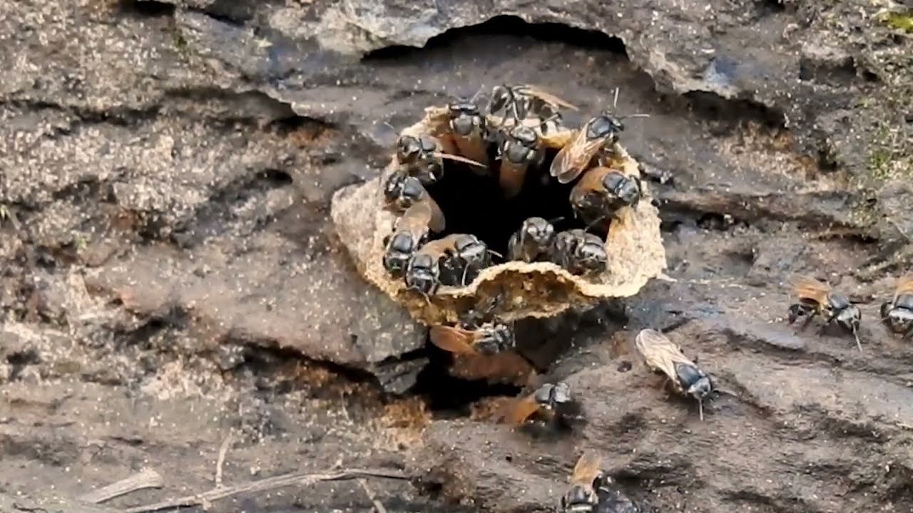 STINGLESS BEES (SCAPTOTRIGONA POSTICA - SCAPTOTRIGONA XANTHOTRICHA), ABELHA MANDAGUARI, Wasp nest.
