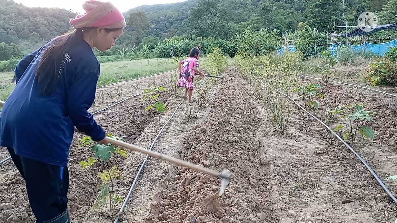 วิธีปลูกถั่วลิสงแบบง่ายๆแต่ได้ผลดีเกินคาด#แม่น้อยสาวภูไท#ลุงตูมตาม