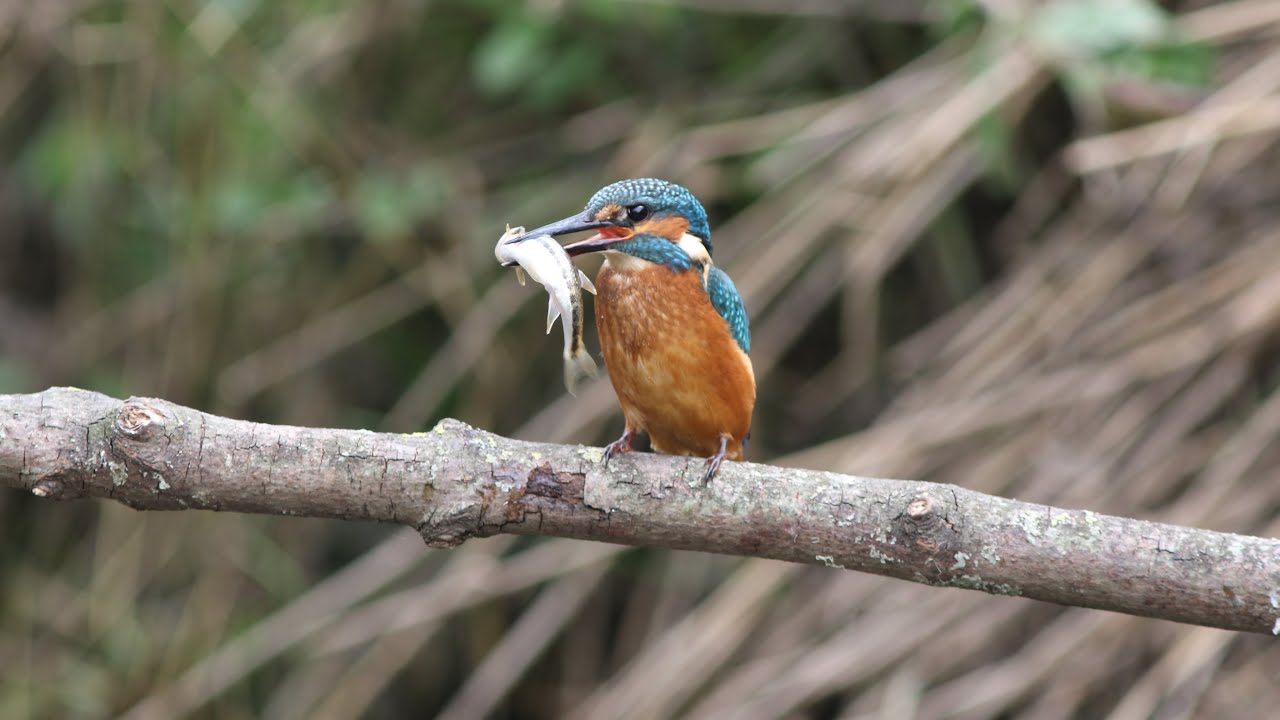 Kingfishers in slow motion 2024
