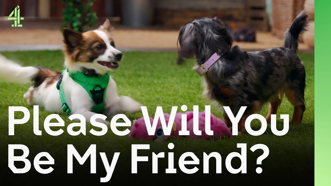 Will You Be My Friend? | The Dog House 🐶 | Dog Stories