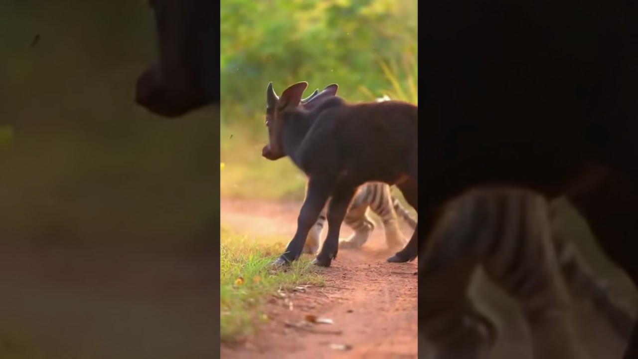Prey That Fights Cute | Tiger vs Wild Bull 