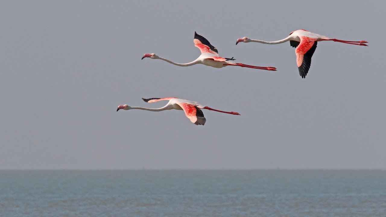 Birding India Part 10: Great Rann of Kutch Dec 17-20