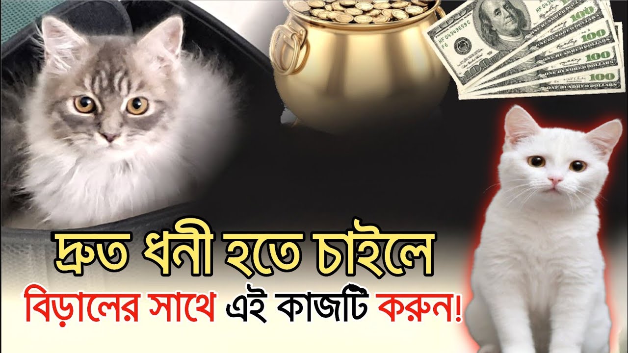 বিড়াল পালন করলে কি পাওয়া যায়? জানলে চমকে যাবেন | alimimessage