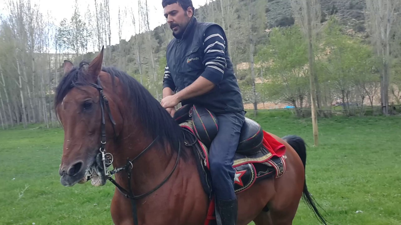 At Eğitimi -Arap Atı Uyluk Eğitimi