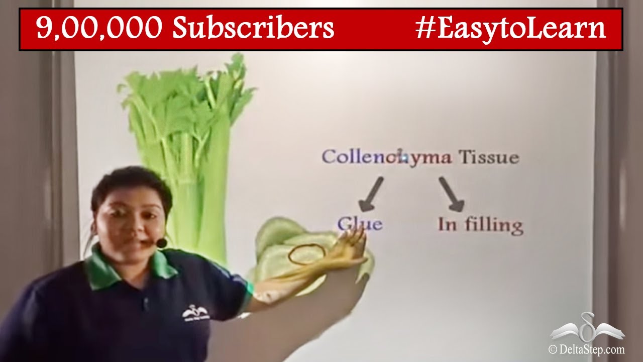 Collenchyma Tissue | Diagram | Class 9 | CBSE | NCERT | ICSE
