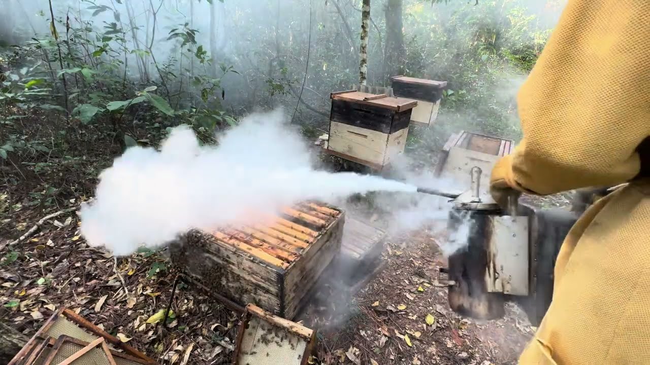 #01 - DIVISÃO DE ENXAME PARA COLETAR GELEIA REAL